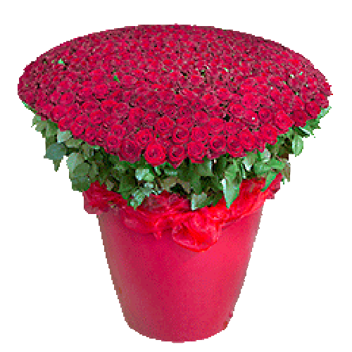 Фото товара 301 червона троянда у великому вазоні
