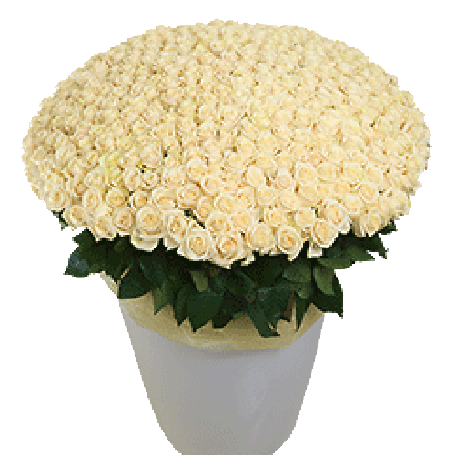Фото товара 301 біла троянда у великому вазоні
