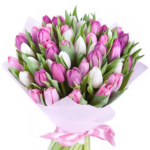 Фото товара 51 тюльпан білий і рожевий