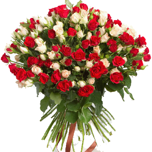 Фото товара 51 кущова червоно-біла троянда